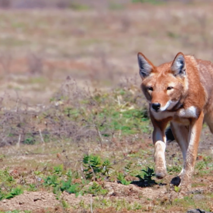 ethiopia pictures 93